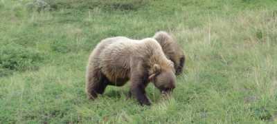 Denali grizzlies